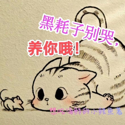 黑耗子别哭，养你哦！